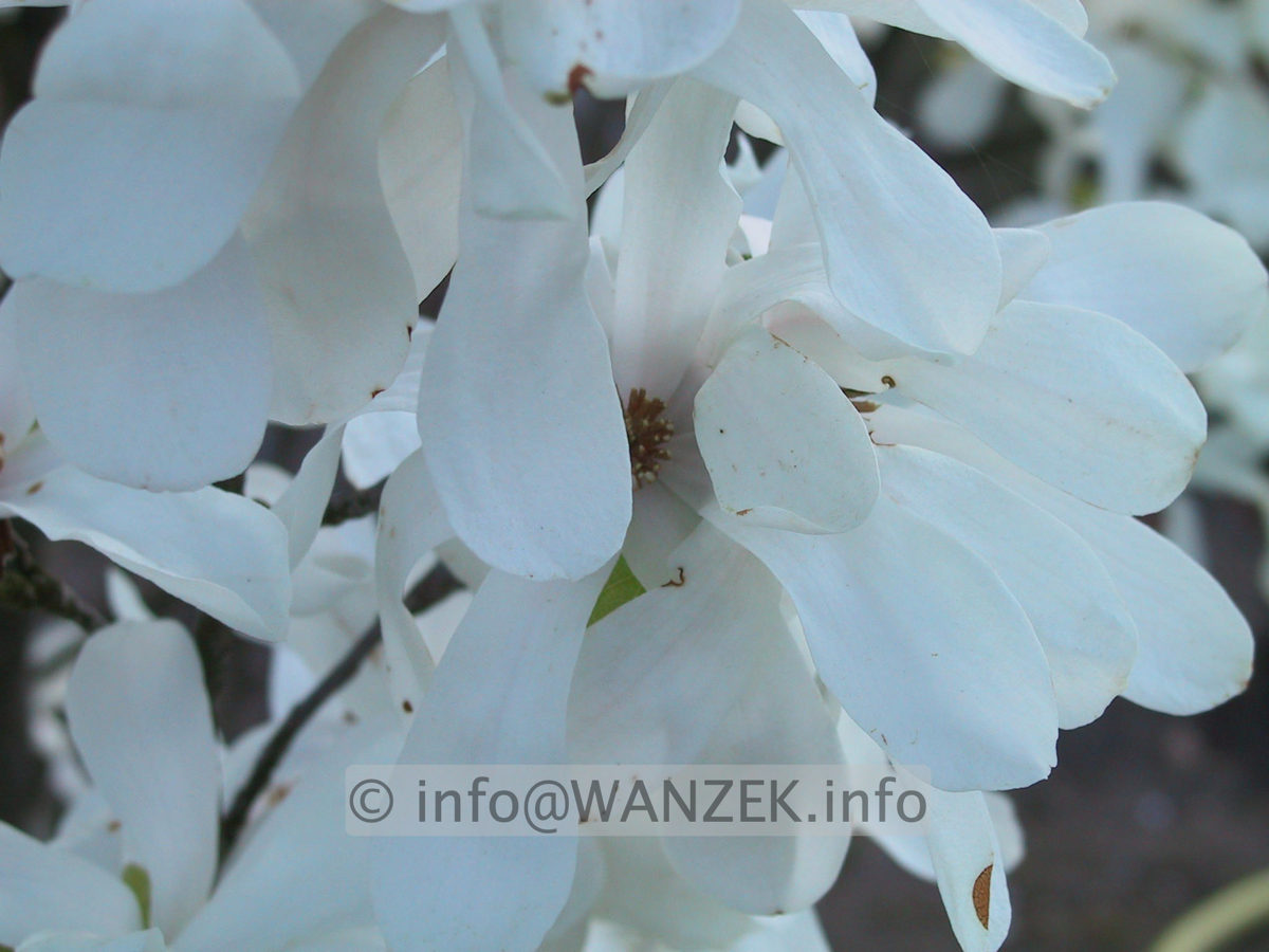 Magnolia loebneri Merrill 02.JPG